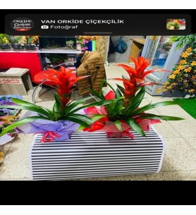 Saksı Çiçeği Guzmania
